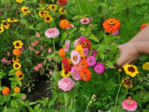 Pluk bloemen