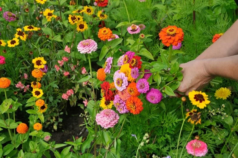 25-11-2014_15_08_19_99835-890-zinnia-dahliabloemige-01 Pluk bloemen