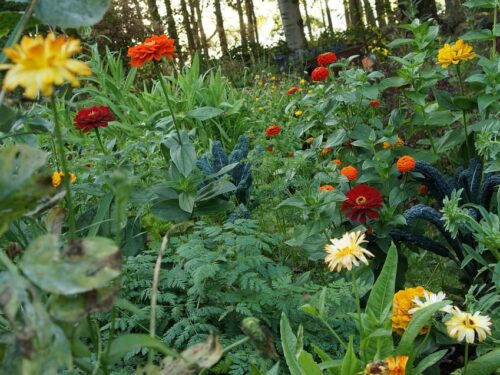 Eetbare bloemen