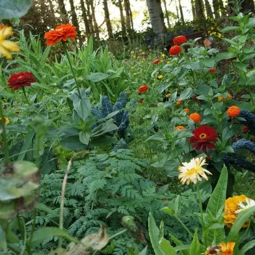 Eetbare bloemen