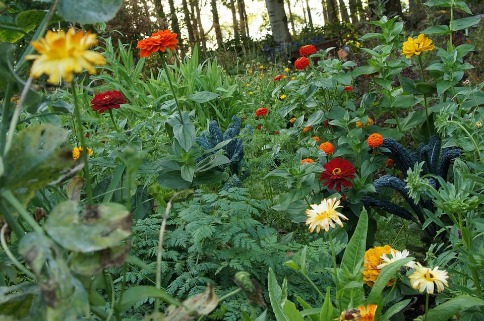 eetbare bloemen Eetbare bloemen